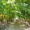 Отель Cretan Vineyard Hill Villa Private Pool, Panoramic View, Beautiful Vineyard, фото 23