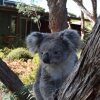 Отель Kangaroo Island Wilderness Retreat, фото 12