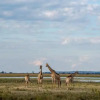 Отель Okavango Lodge, фото 21