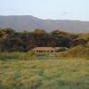 Отель Lemala Manyara Camp, фото 12