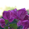 Отель Finca Muro 022, фото 15