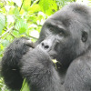 Отель Gorilla Safari Lodge, фото 43