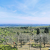 Отель La Casina di Colle - Appartamento Rustico Sulle Colline di Pisa, фото 12