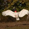 Отель Pousada Rio Claro, фото 19