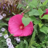 Отель Lauriers Rouges 292, фото 12