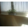 Отель Pension Motown, фото 7
