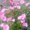 Отель Changbai Mountain Forest Park Baiwei Guosongcun Farm House, фото 13
