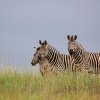Отель Mahikeng Lodge, фото 7
