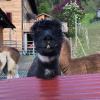 Отель Jurte beim Lama- & Alpakahof Triesenberg, фото 18