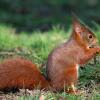 Отель Camping le Nid du Parc, фото 19