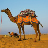 Отель Sunrise Desert Resort, фото 17