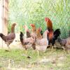 Отель Kampung Bongsu Farmstay, фото 21