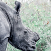 Отель MILIMA Big 5 Safari Lodge, фото 35
