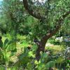 Отель Scenic Holiday Home in Tricase Amidst Olive Trees, фото 7