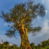 Отель Ol Pejeta Mansion, фото 9
