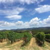 Отель Dievole Wine Resort, фото 15