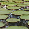 Отель Lupuna Lodge, фото 18