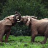 Отель Shamwari Explorer Camp, фото 11