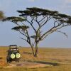 Отель Serengeti Wildebeest Camp, фото 7