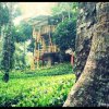 Отель Jungle Jive Tree House Munnar, фото 14