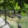 Отель Grampians View Cottages and Units, фото 31