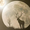 Отель Deer Moon Hostel, фото 19