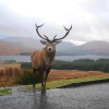 Отель Little Fox Lodge Hideaway Glencoe - 5 Star with Hot Tub overlooking Loch Linnhe, фото 34