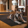 Отель Hakuba Log Hotel Meteor, фото 46