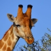 Отель Molo Molo Game Reserve, фото 12