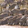 Отель Big Cat Safari , 4 days / 3 nights , Fly-in safari in Kenya, фото 12