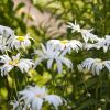 Отель Magpies, фото 34