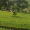 Отель The Crested Crane Bwindi, фото 4