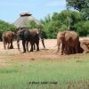 Отель Rhino Safari Camp, фото 21