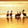 Отель Pelican Sands Bed & Breakfast, фото 17