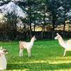 Отель The Beautiful Lazy Llama Shepherd Hut Farm Stay, фото 21