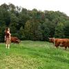 Отель Glamping - Hayrack Vesel, фото 4