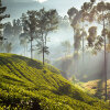 Отель Ceylon Tea Trails, фото 37