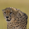 Отель Mara Big Five Lodge, фото 7