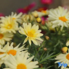 Отель Dalilonglepanxikezhan, фото 9