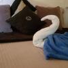 Отель Deans Bed and Breakfast в Суве