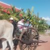 Отель Dontrei Villa Angkor, фото 29