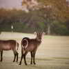 Отель Nkonyeni Lodge & Golf Estate, фото 24