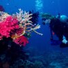 Отель Taveuni Palms, фото 20