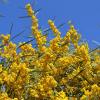 Отель Apartments Mimose, фото 2