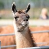 Отель Glamping With Llamas, фото 8