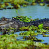 Отель Ibera Lodge, фото 17