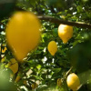 Отель Trikalioti's Estate, фото 18