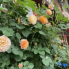 Отель A Night in the Fanchen (Biancheng Chadong Scenic Area), фото 4