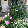 Отель Twin Maples Bed and Breakfast, фото 29
