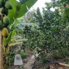 Отель Peaceful Homestay in the Middle of Fruit Garden - Rooms With Private Toilets, фото 29